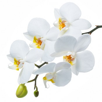 Стол обеденный Танго белый/Орхидея в Иланском - ilanskij.mebel54.com | фото